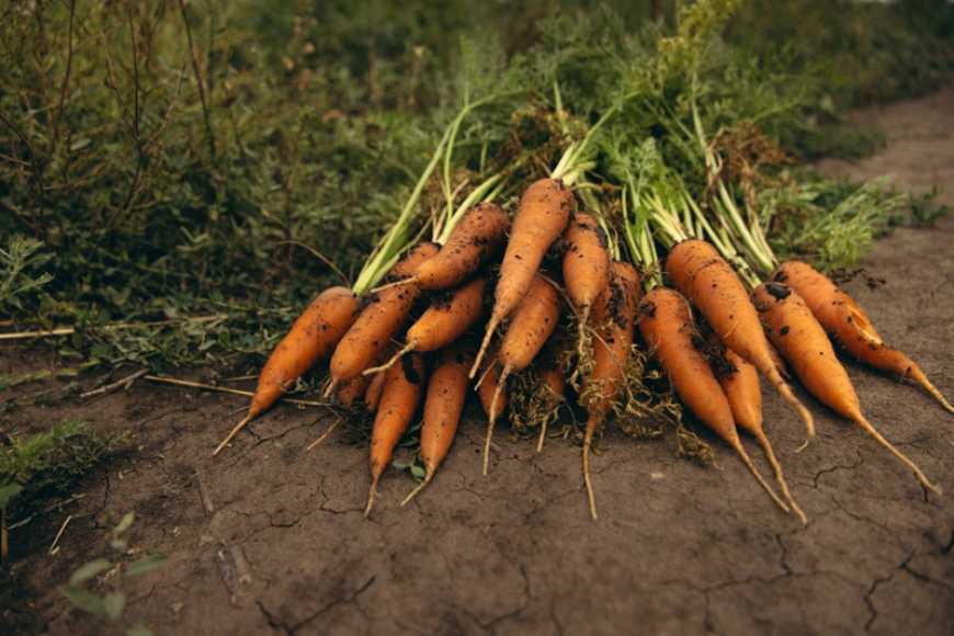 Ви зараз переглядаєте ФАО та Уряд Норвегії запускають програму підтримки сільських домогосподарств у Дніпропетровській області