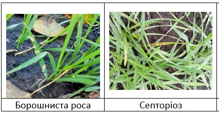 Захист у Т1: контроль зимуючої і ранньовесняної інфекції1