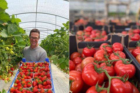Ви зараз переглядаєте Німецьке господарство Bergerhof уперше висадило помідори «біфштекс» для локальних продуктових магазинів