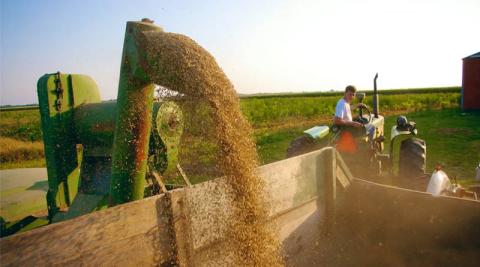 Ви зараз переглядаєте Індекс цін на продукти харчування ФАО вказує на зростаючий тиск на зернові через енергетичні зміни