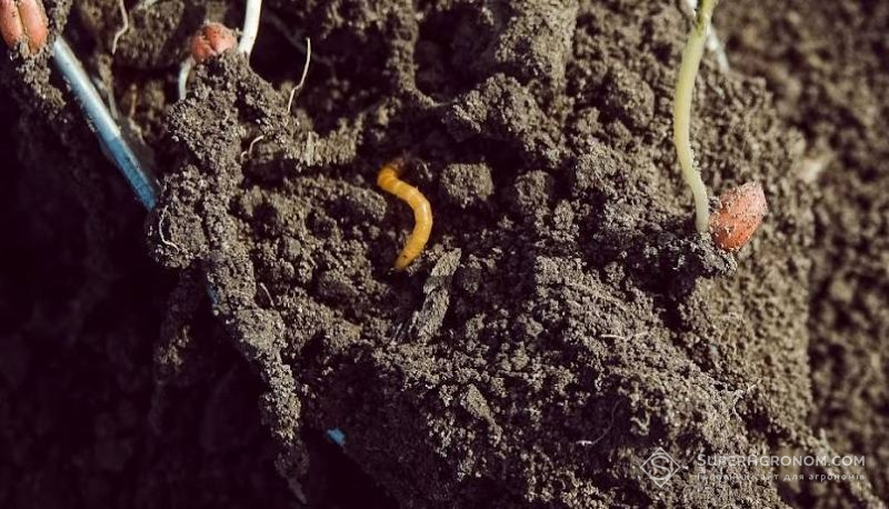 Ви зараз переглядаєте Фахівці прогнозують значне заселення піщаним мідляком посівів соняшника і кукурудзи ранніх термінів сівби