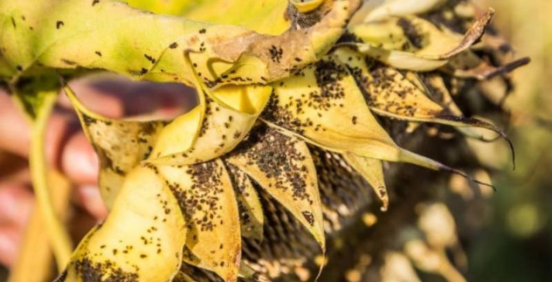 Попелиця на соняшнику