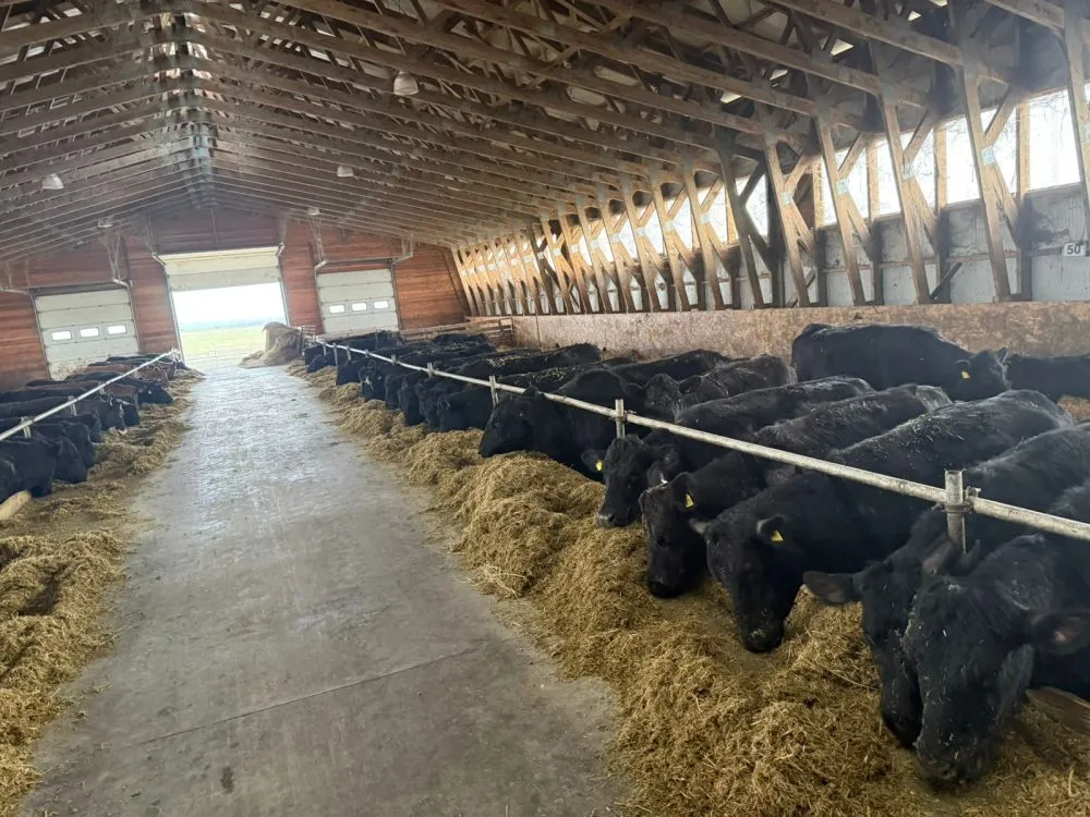 Ви зараз переглядаєте На Львівщині з’явився племінний репродуктор абердино-ангуської породи