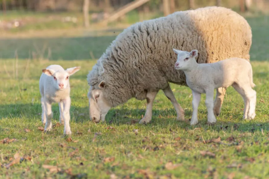 Ви зараз переглядаєте Вівчарство в Україні опинилося під загрозою