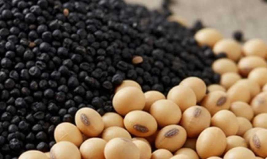 Ви зараз переглядаєте Експорт сої та ріпаку: в Україні готують нові правила відстеження походження