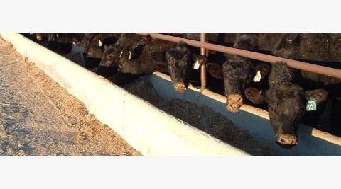 Ви зараз переглядаєте Імпорт яловичини допомагає збалансувати постачання в США