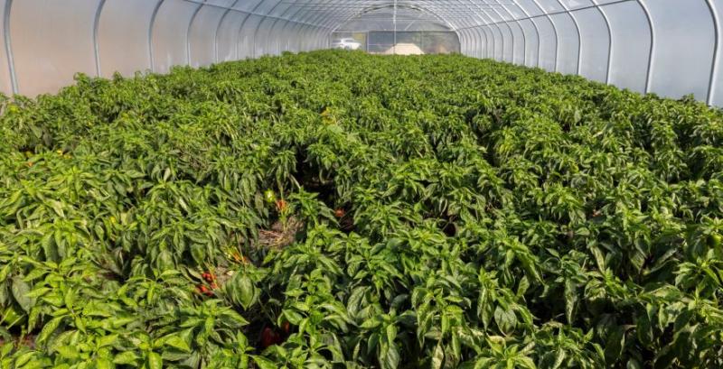 Фермер відновлює овочівництво на Дніпровщині після втрати господарства на Донеччині