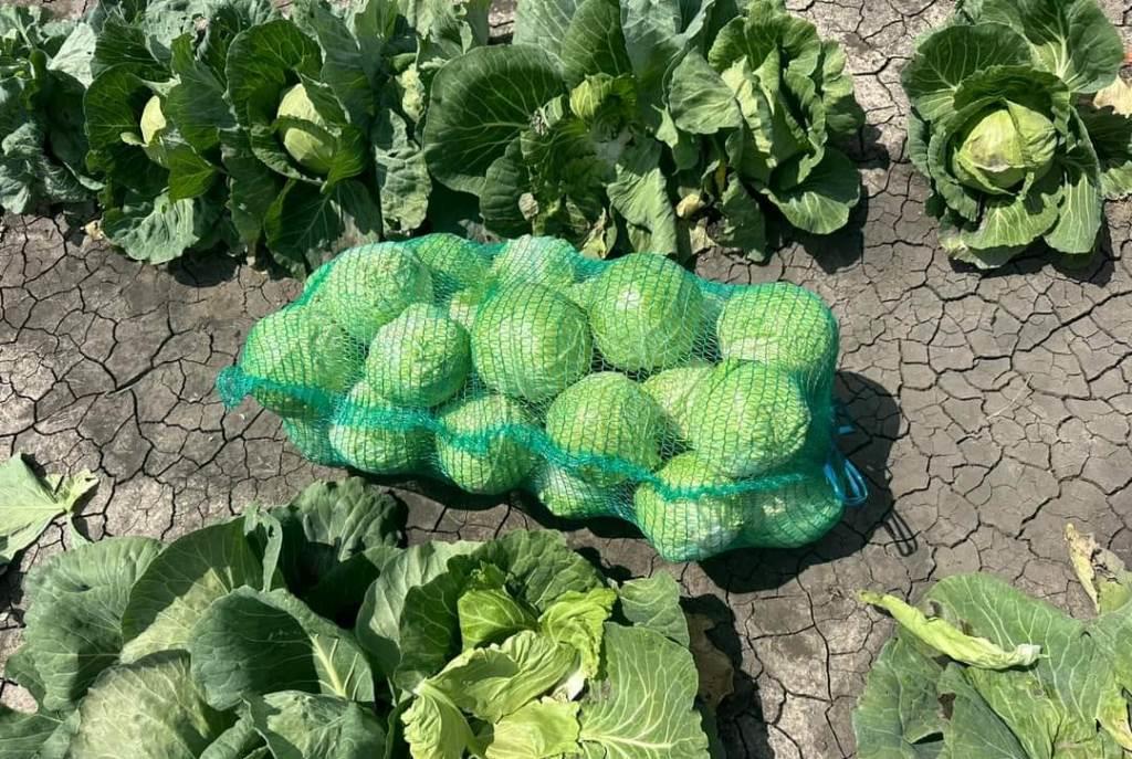 Ви зараз переглядаєте Фермери розпродають запаси: капуста дешевшає на тлі погіршення якості