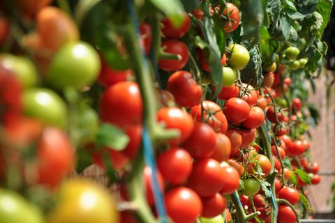 Ви зараз переглядаєте Ганська ферма Maphlix Farms планує збільшити постачання томатів до 3 000 тонн