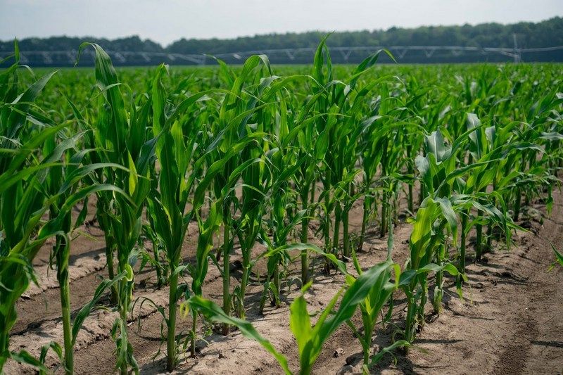 Ви зараз переглядаєте Фітотоксичність у кукурудзи: аграріям нагадали про критичні помилки застосування гербіцидів