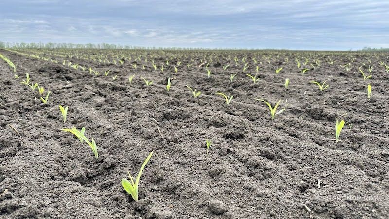 Ви зараз переглядаєте Гібриди кукурудзи з меншим ФАО оптимальні для пізної сівби, нагадують експерти