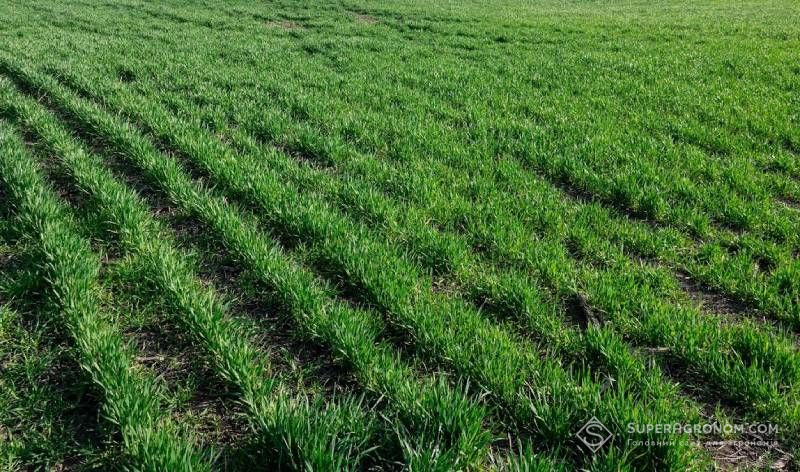 Ви зараз переглядаєте Господарство на Одещині відмовилось від ярих культур та інтенсивного обробітку ґрунту