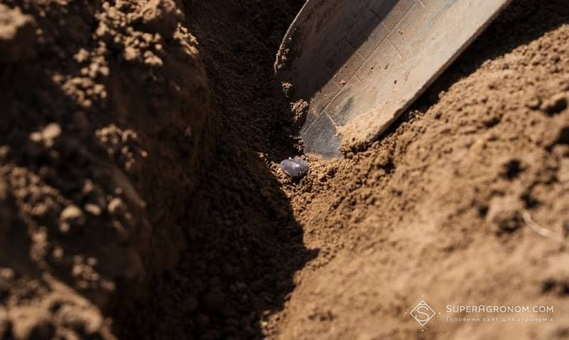 Ви зараз переглядаєте Густота посіву соняшнику 50 тис./га чи 60 тис./га — коли збільшувати норму висіву недоцільно