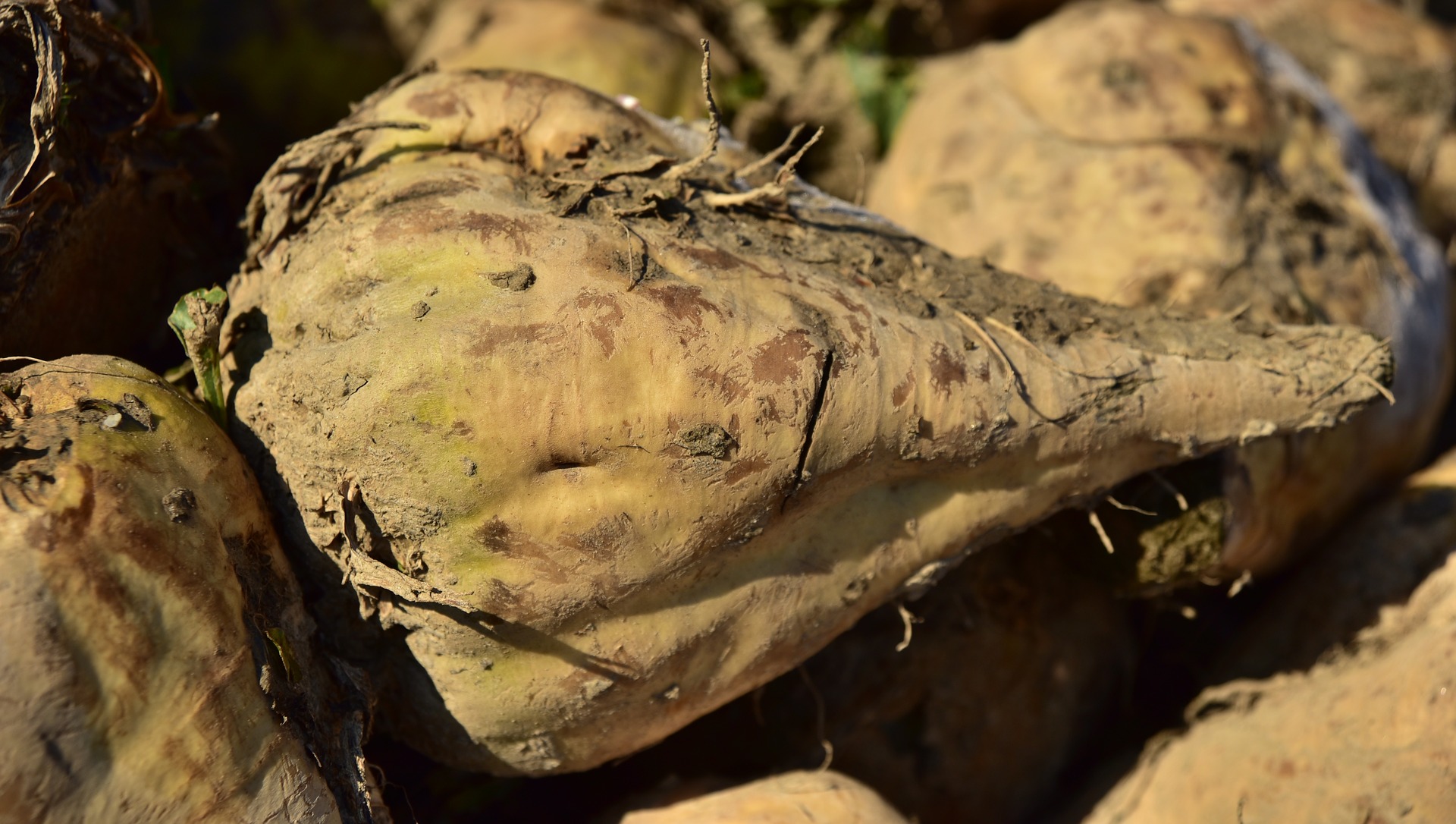 Ви зараз переглядаєте HarvEast уперше відводить 100 гектарів під цукровий буряк