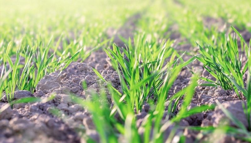 Ви зараз переглядаєте Як ефективно прибрати дводольні бур’яни та падалицю в посівах зернових, розповів фахівець