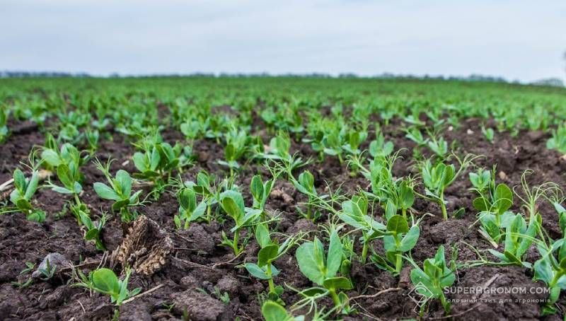 Ви зараз переглядаєте Як захистити вцілілий після зими горох від бур’янів та шкідників порадили експерти