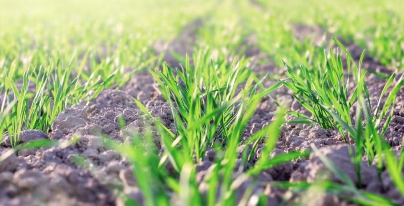 Як захистити зернові від бур’янів навесні — поради фахівця