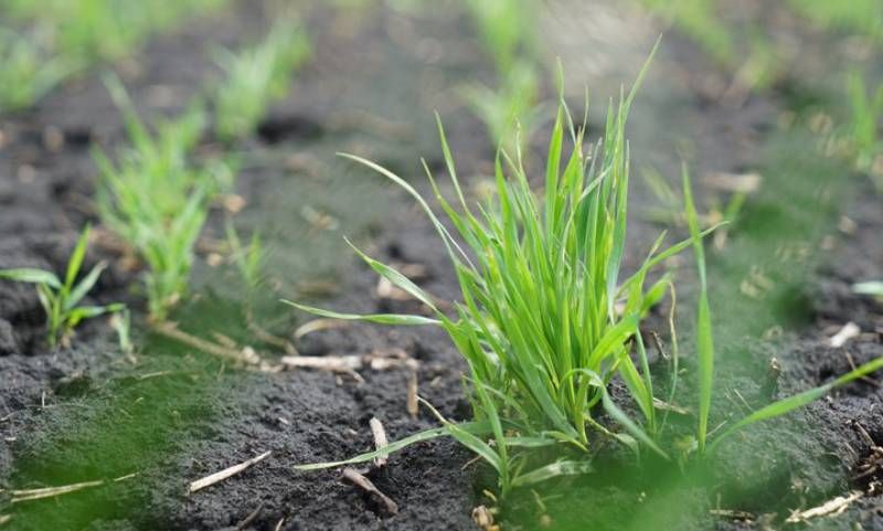 Ви зараз переглядаєте Як зараз виглядає поле пшениці посіяної у грудні показав Сергій Авраменко
