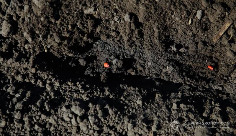 Ви зараз переглядаєте Коли варто починати сіяти кукурудзу — нагадали фахівці