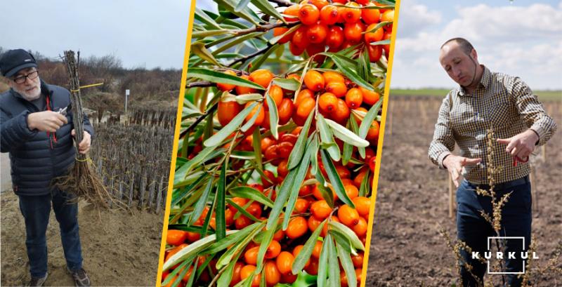 Кооператив з Тернопільщини заклав 20 га обліпихи, щоб створити конвеєр зайнятості