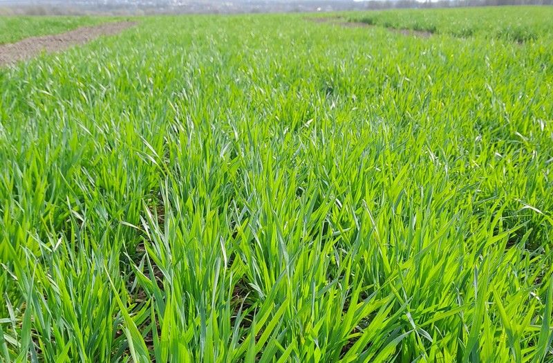 Ви зараз переглядаєте Квітневе похолодання гальмує ріст озимих культур на Львівщині