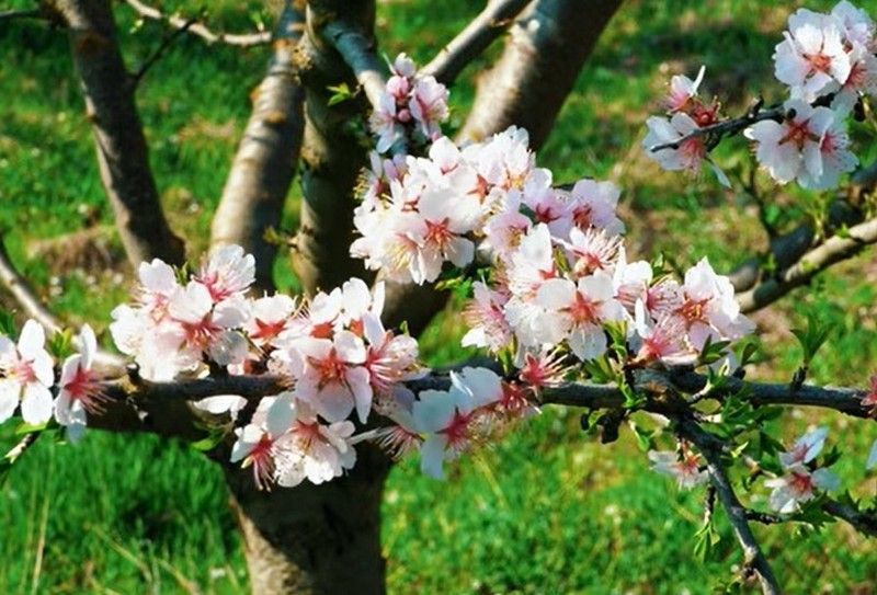 Ви зараз переглядаєте Мигдаль як невибаглива культура ідеальний для вирощування на Одещині