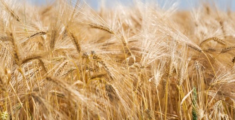 Минулого сезону жито було найприбутковішою культурою — фермер з Миколаївщини