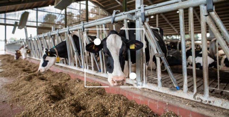 Молочна ферма з Черкащини впровадила систему виявлення кульгавості корів