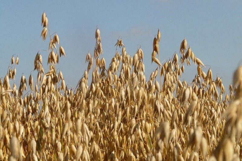 Ви зараз переглядаєте На Чернігівщині розпочали сіяти овес, культурою засіяно 0,8 тис.га