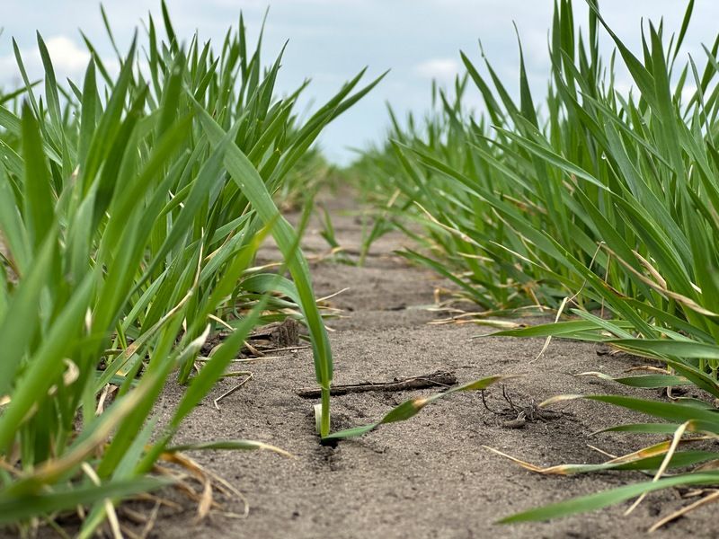 Ви зараз переглядаєте На Донеччині аграрії відмовляються від підживлення озимої пшениці через загрозу обстрілів