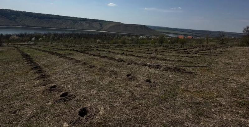 На Хмельниччині закладають екологічний виноградник