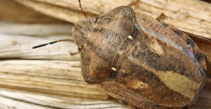  На Півдні України фіксується активність шкідників на посівах пшениці