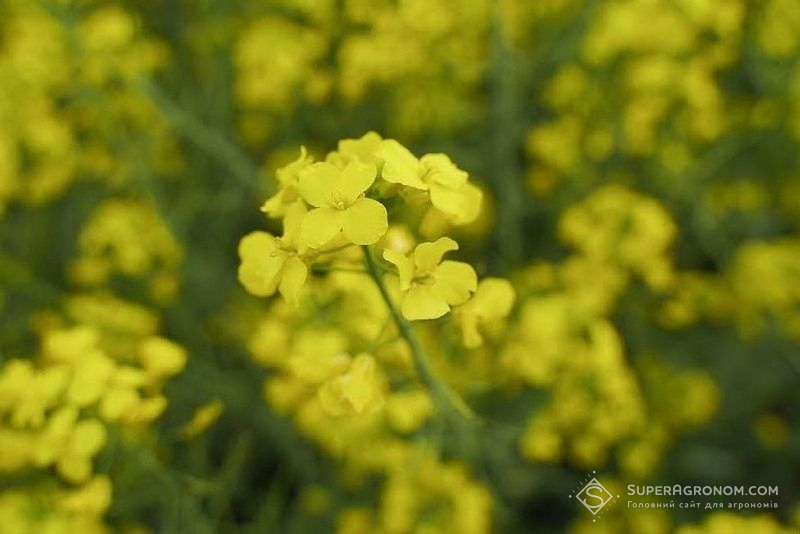 Ви зараз переглядаєте На тлі дефіциту пального Україна має шанси закрити частину потреб за рахунок великого виробництва ріпаку