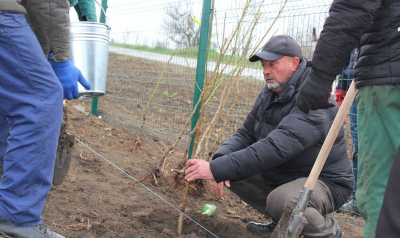 Ви зараз переглядаєте На Вінниччині господарство захищає нові виноградники смугами фундука та мигдалю