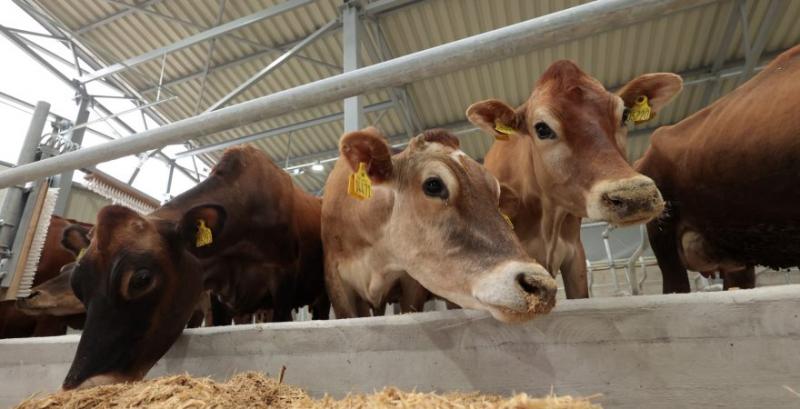 Молочно-товарна ферма «Вінсайт»