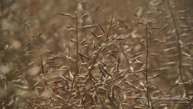 Ви зараз переглядаєте Норми висіву та глибина сівби сочевиці, гречки й гірчиці порадили польські фахівці