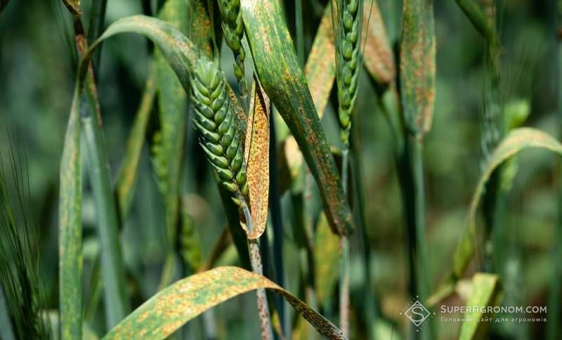 Ви зараз переглядаєте Новий штам збудника жовтої іржі пшениці поширюється в Європі