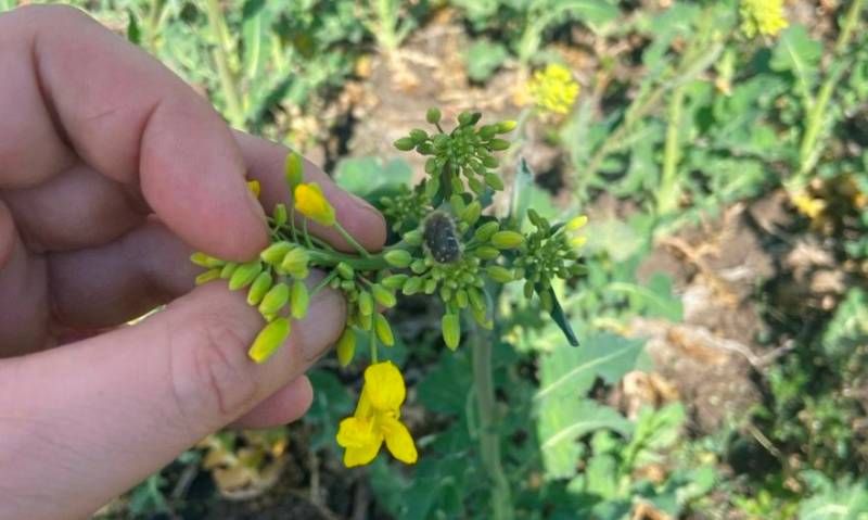 Ви зараз переглядаєте Оленка волохата вже з’явилась на посівах ріпаку на Миколаївщині