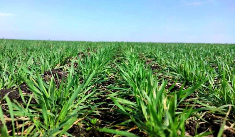 Ви зараз переглядаєте Озимі на Харківщині перезимували добре, морози та льодова кірка на стан рослин не вплинули — дані діагностики