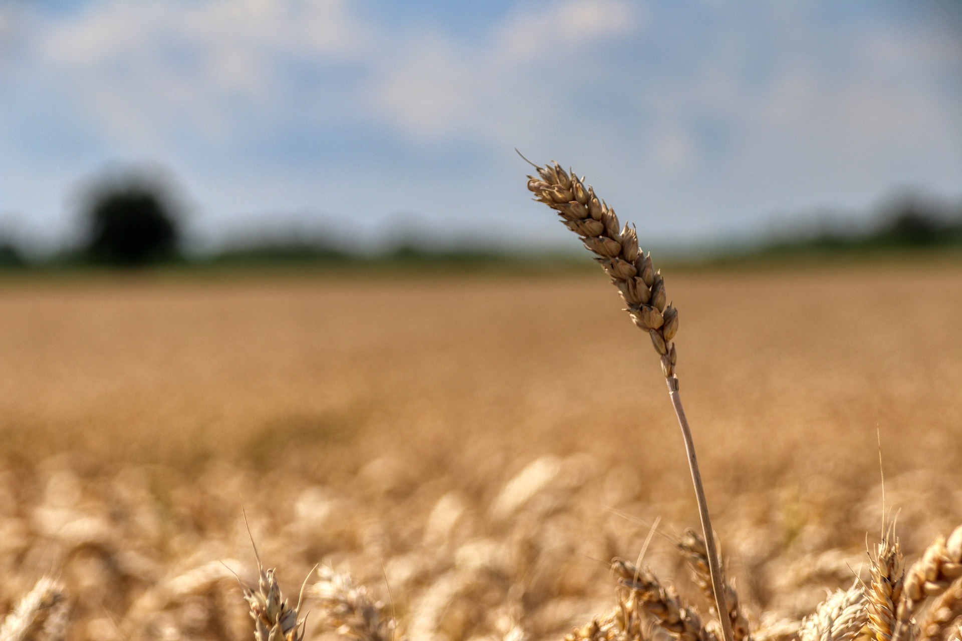 Ви зараз переглядаєте Перехідні залишки зерна в Україні зростуть утричі через квоти ЄС та жорстку конкуренцію в Африці і Азії