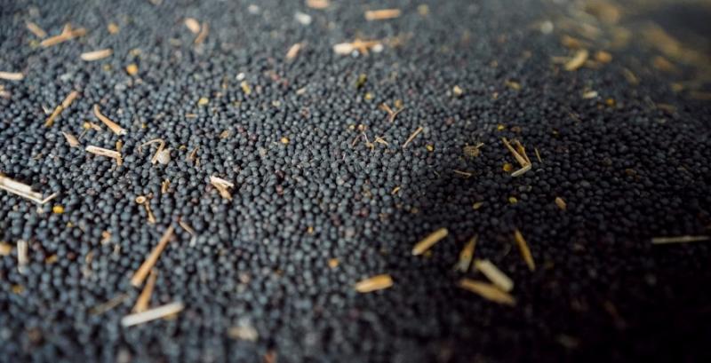 Ріпак Ріпак