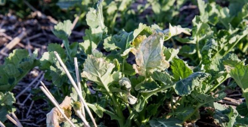 Підмерзлий ріпак потребує захисту та стимуляції росту — поради фахівців