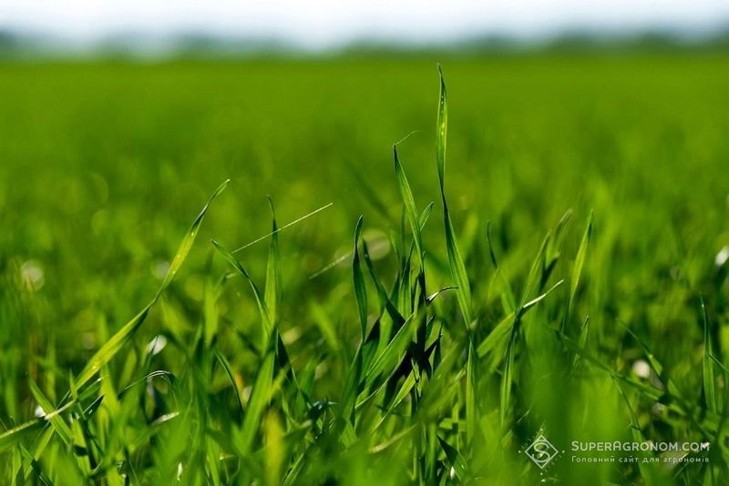 Ви зараз переглядаєте Погодні умови квітня забезпечили достатню вологу для озимих