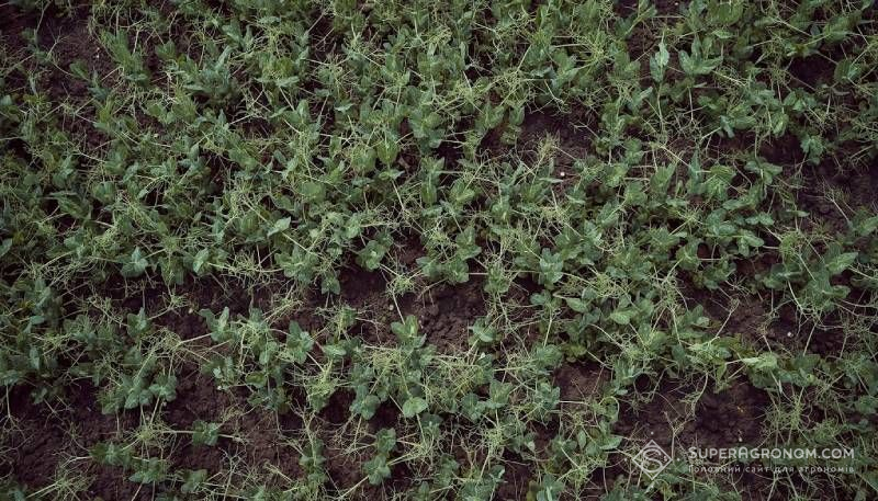 Ви зараз переглядаєте Посіви озимого гороху в Одеській області майже повністю загинули