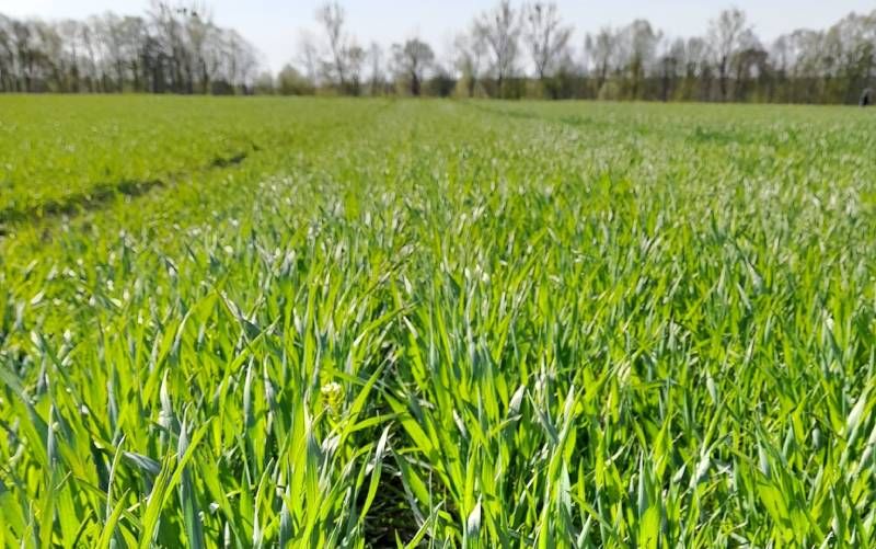 Ви зараз переглядаєте Посіви зернових на Львівщині відстають на тиждень у рості й розвитку — через хвилю похолодання