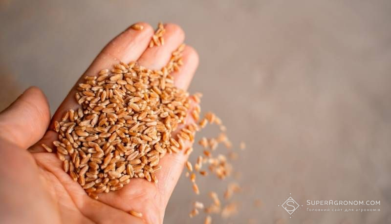 Ви зараз переглядаєте Поступове здорожчання пшениці зумовлене обмеженою пропозицією та збільшенням витрат на посівну-2026