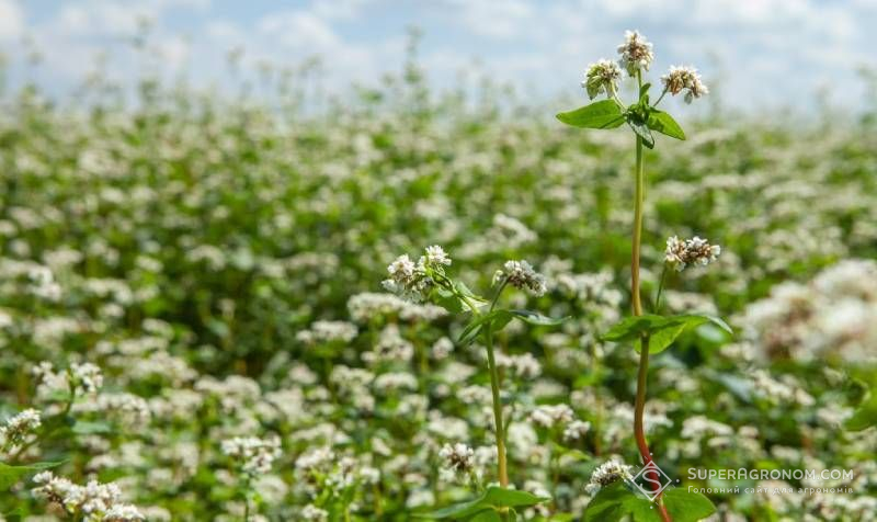 Ви зараз переглядаєте Прогнози площ під гречкою різняться: науковці прогнозують значне збільшення, а Мінекономіки — певне скорочення