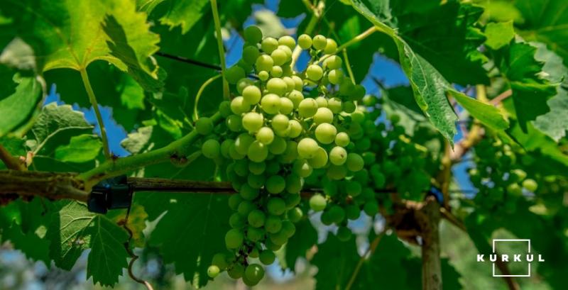 Промислове виноградарство України входить у фазу глибокої кризи — думка