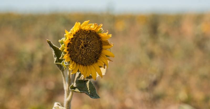 Радіоактивний соняшник із Чорнобильської зони продавали як звичайний — деталі справи