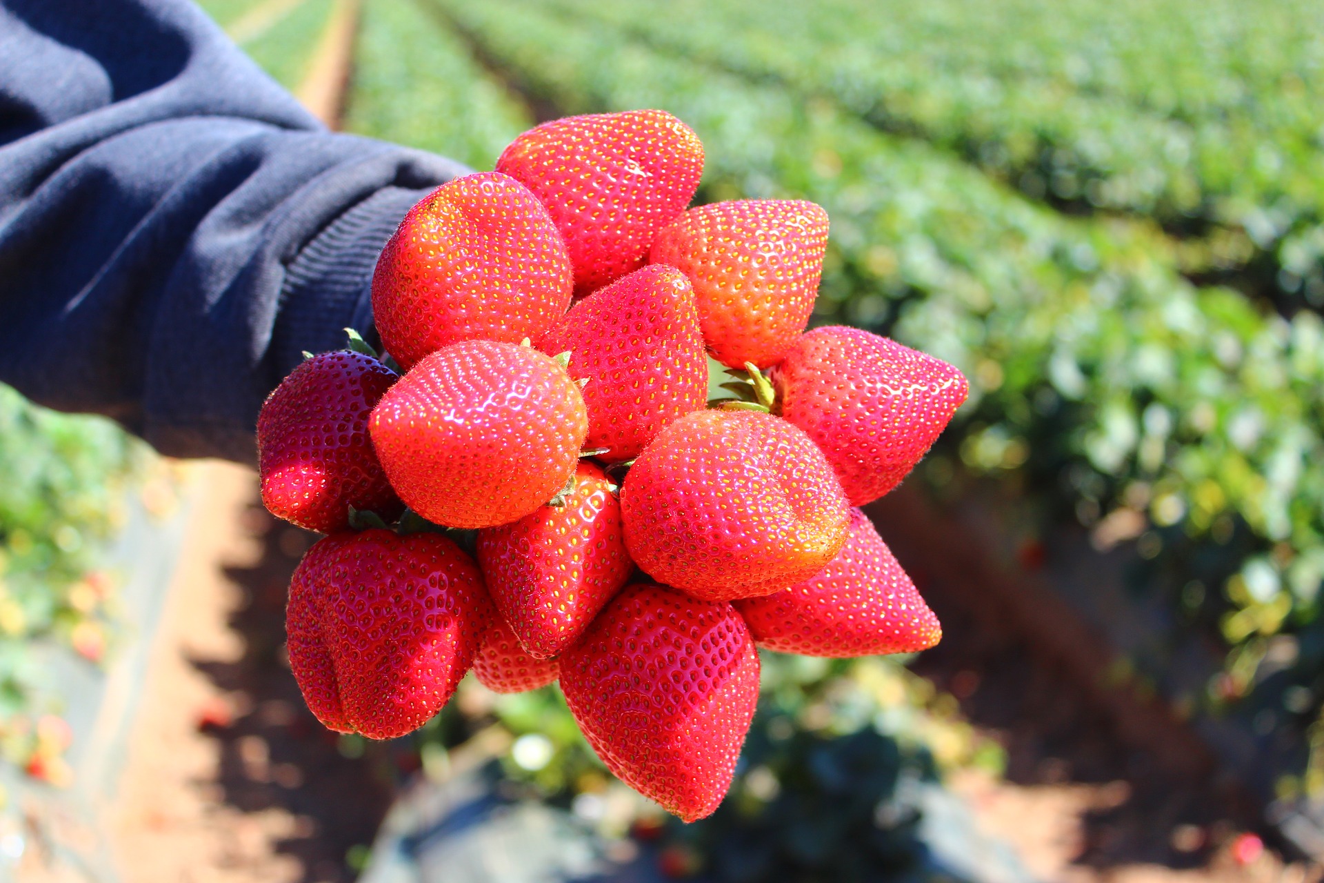 Ви зараз переглядаєте Ринок ягід: перша закарпатська полуниця з’явилася за рекордною ціною